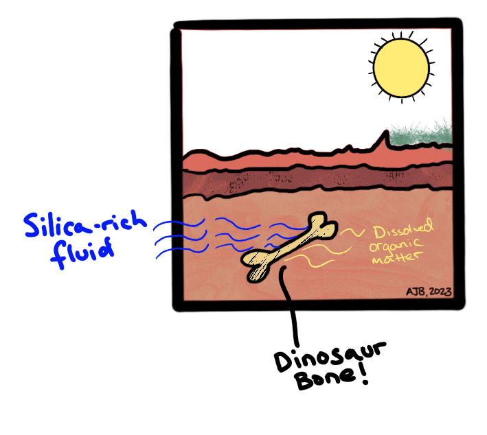Unearthing the Beauty of Gembone: A Glimpse into Fossilized Dinosaur Bone - Earth & Hammer