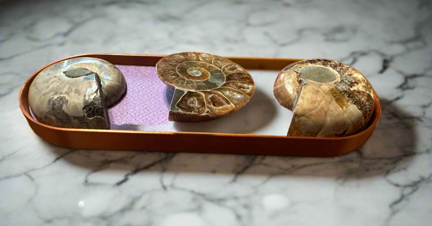 3 Seashells – Opalized Ammonite Décor (Yes, Really)