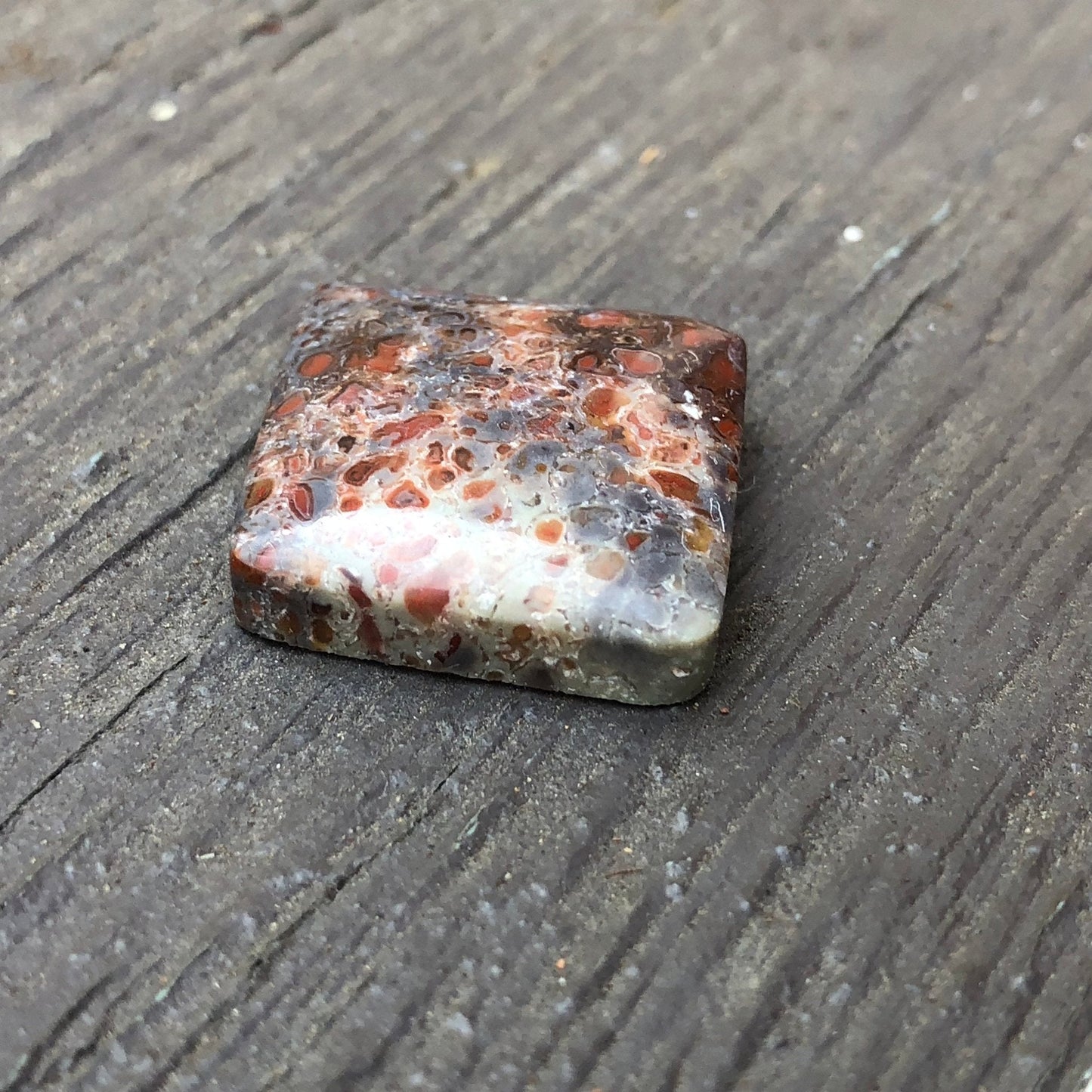 Fossil Dinosaur Bone Cabochon - 39 carats (25 mm x 25 mm) - Earth & Hammer