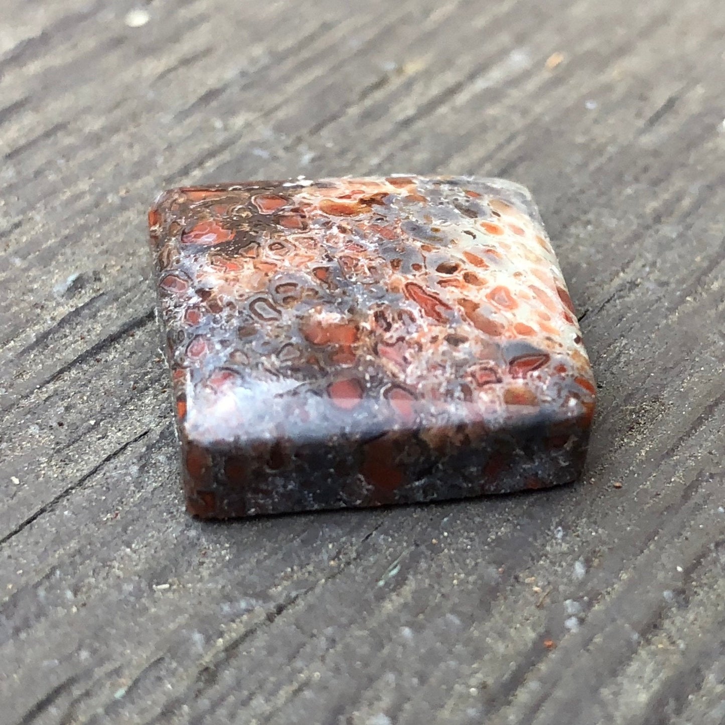 Fossil Dinosaur Bone Cabochon - 39 carats (25 mm x 25 mm) - Earth & Hammer