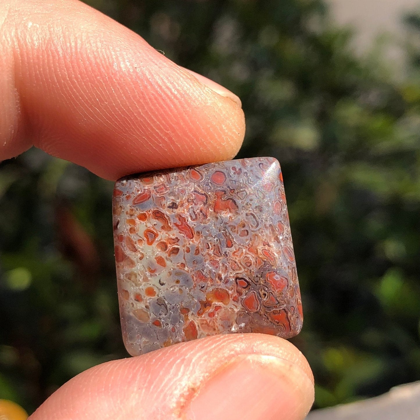 Fossil Dinosaur Bone Cabochon - 39 carats (25 mm x 25 mm) - Earth & Hammer
