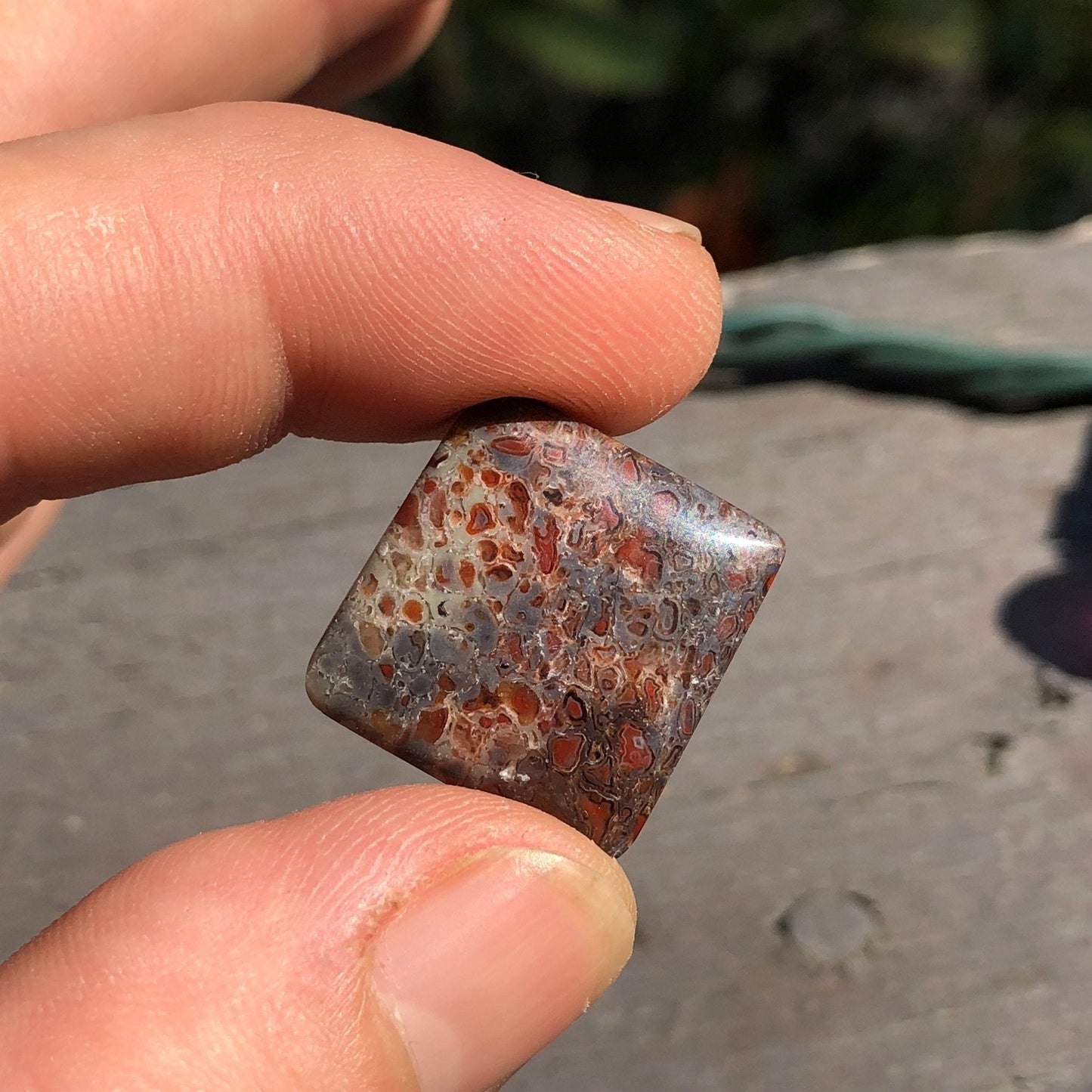 Fossil Dinosaur Bone Cabochon - 39 carats (25 mm x 25 mm) - Earth & Hammer