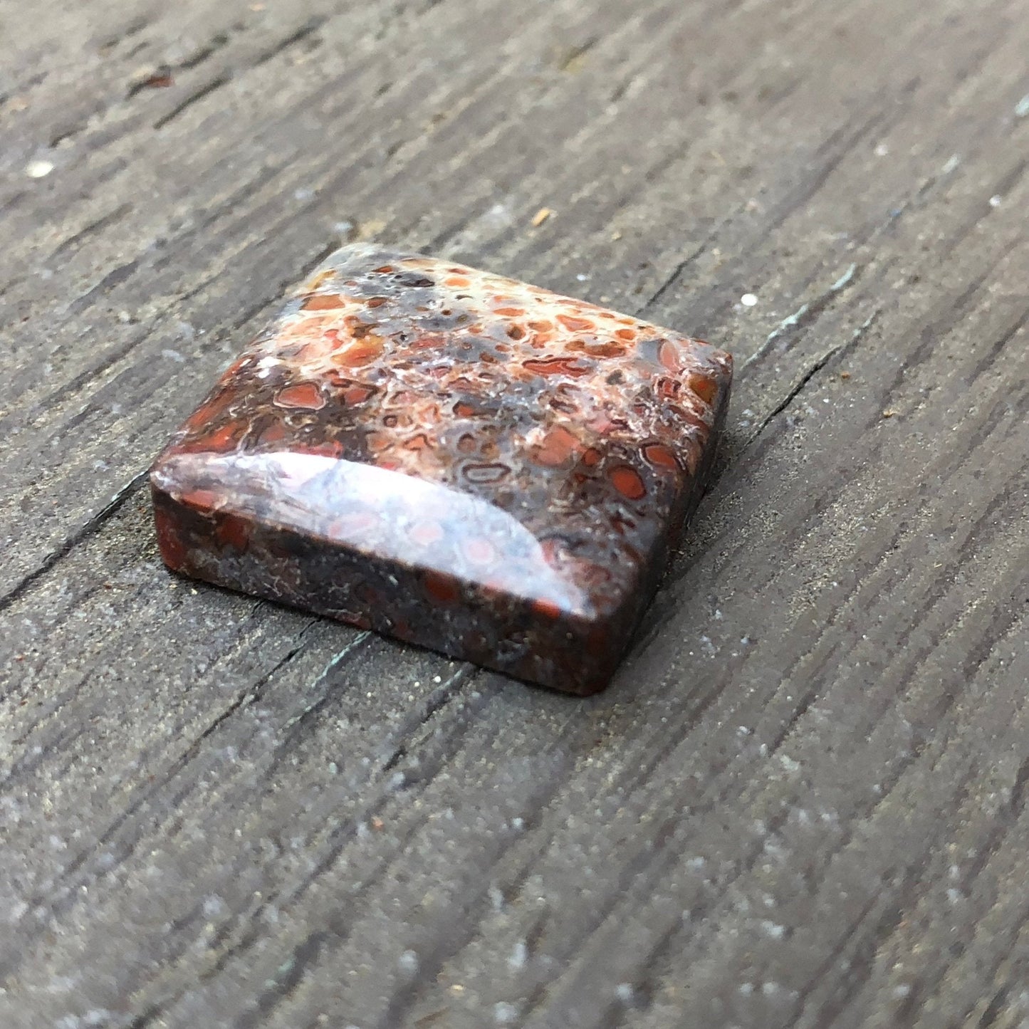 Fossil Dinosaur Bone Cabochon - 39 carats (25 mm x 25 mm) - Earth & Hammer