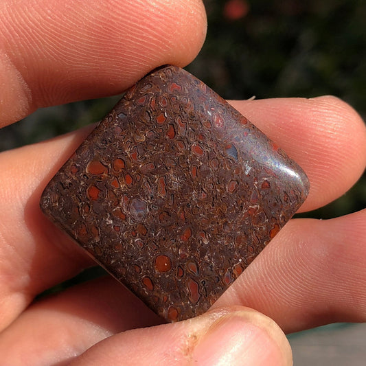 Fossil Dinosaur Bone Cabochon - 39 carats - Earth & Hammer