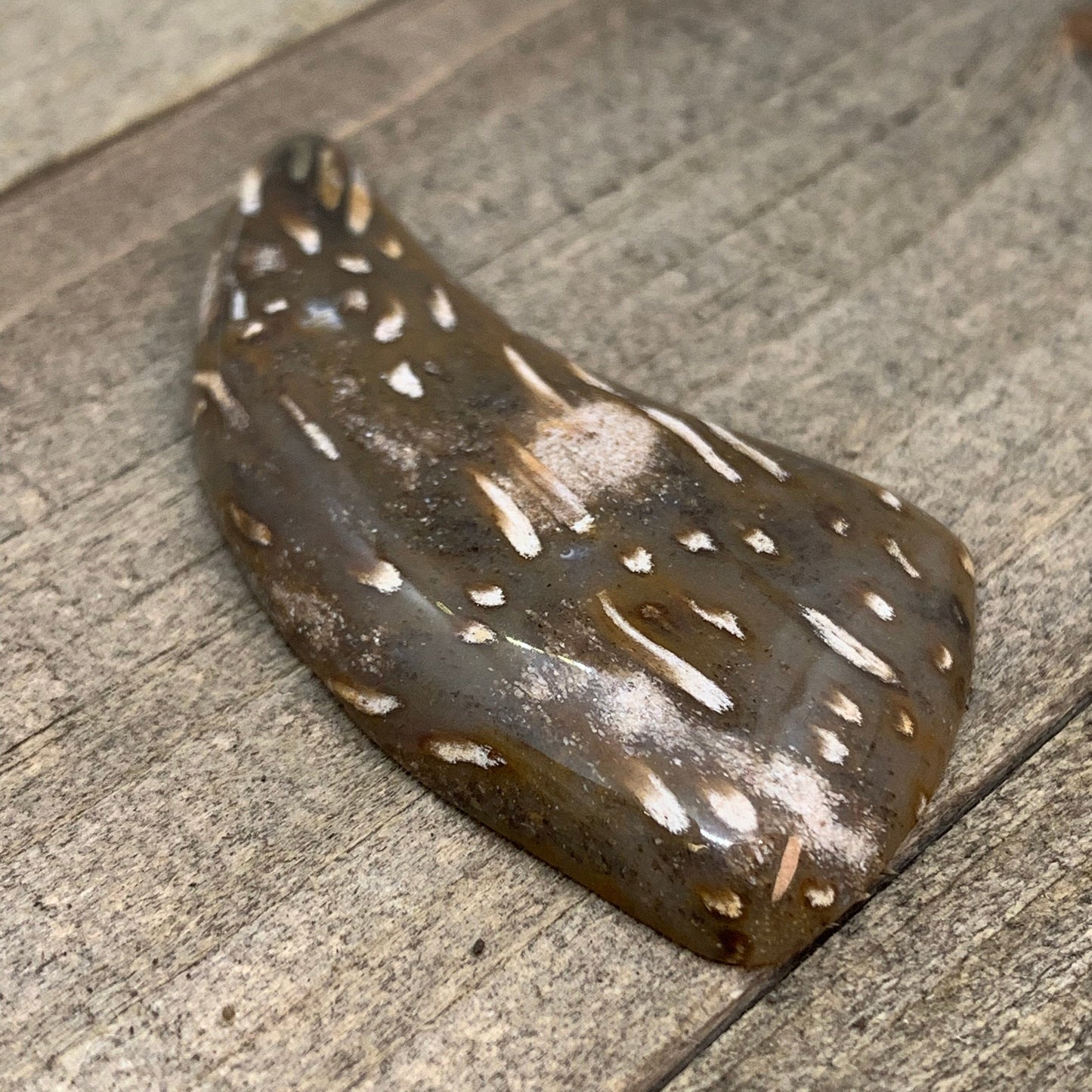 Palm Root Cabochon - 45.75 carats (54.8 mm x 32.5 mm)