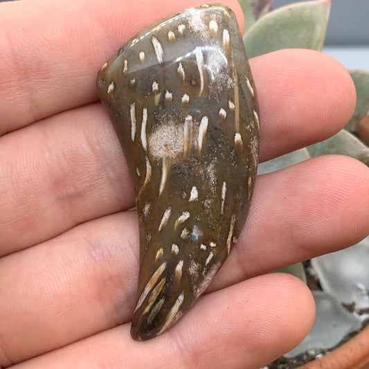 Palm Root Cabochon - 45.75 carats (54.8 mm x 32.5 mm)