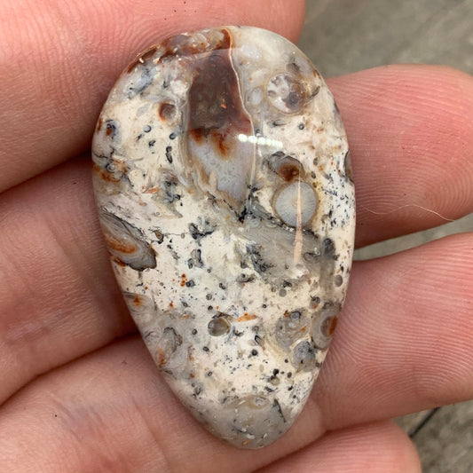 Palm Root Petrified Wood Cabochon - 33.15 carats (37.3 mm x 22.6 mm)