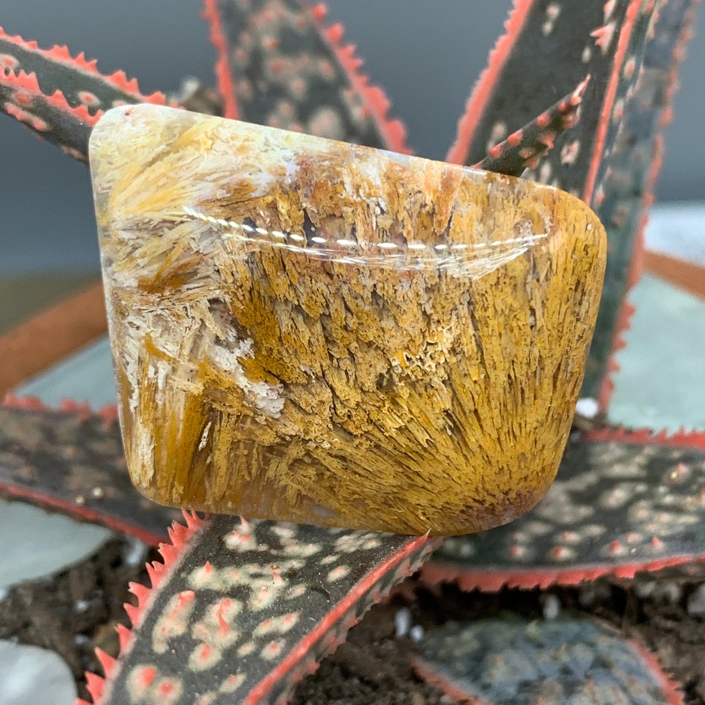 Plume Agate & Palm Wood Cab Bundle