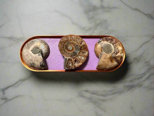 Three Opalized Ammonite Shells