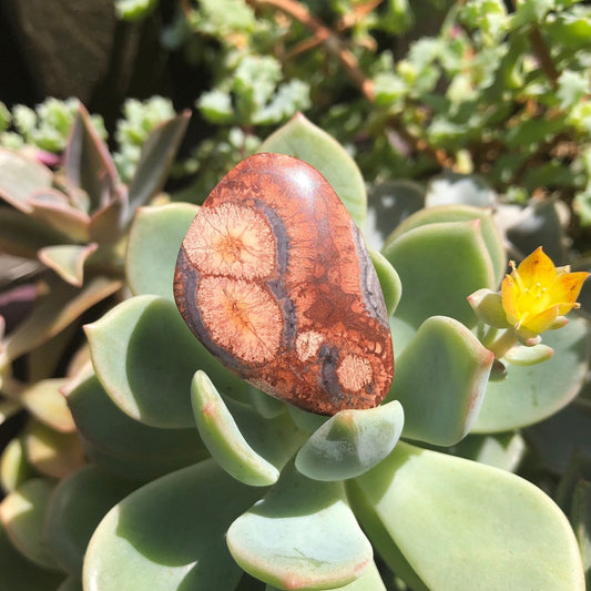 Bird's Eye Jasper - 25.95 carats - Earth & Hammer