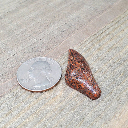 Fossil Dinosaur Bone Cabochon - 23.1 Carats - Earth & Hammer