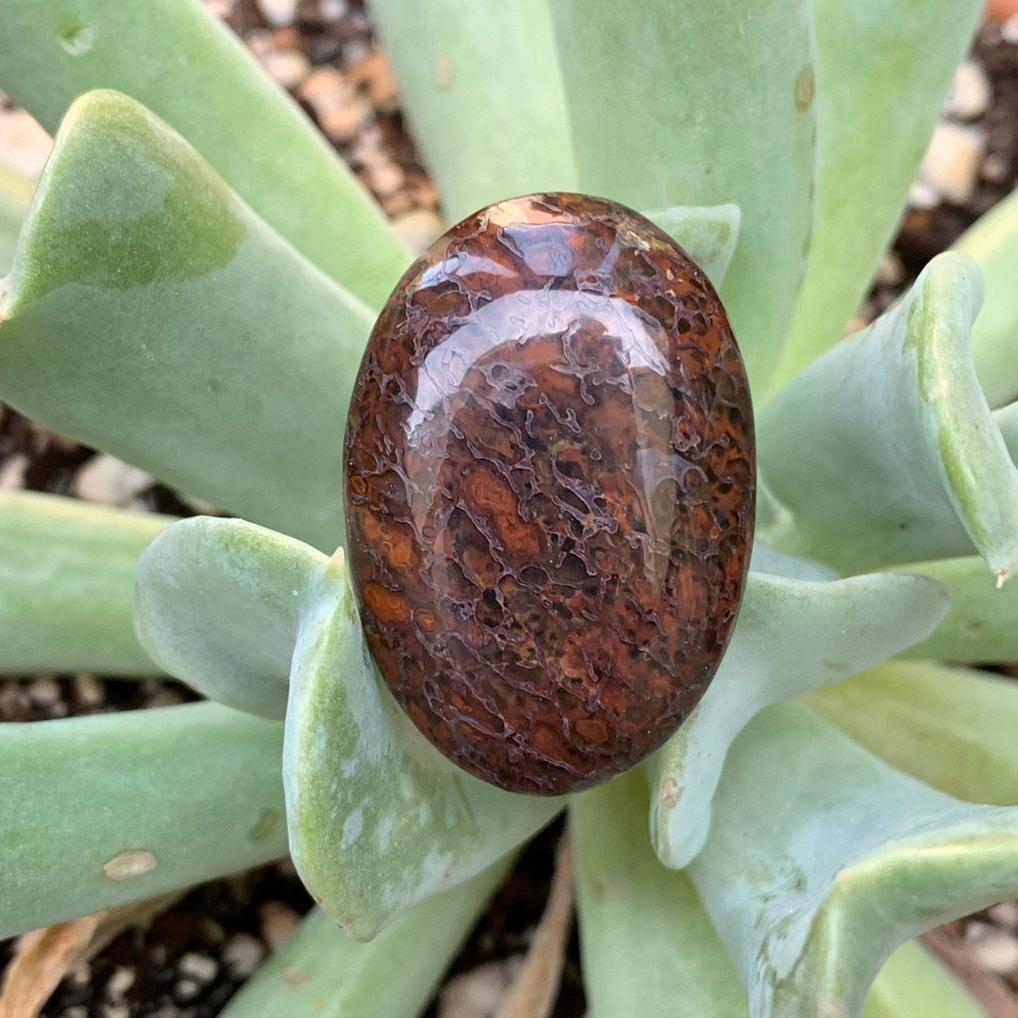 Fossil Dinosaur Bone Cabochon - 26.5 carats - Earth & Hammer