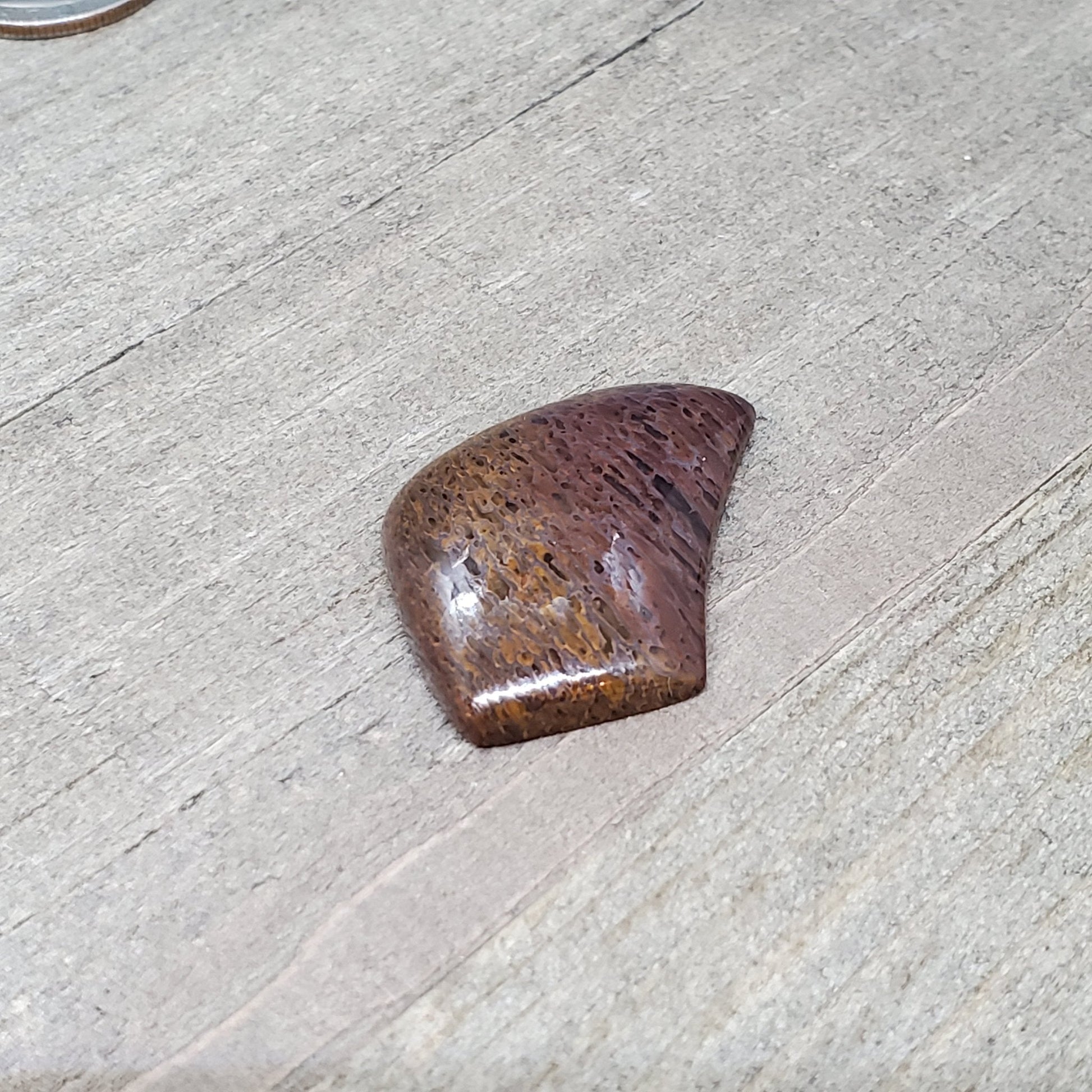 Fossil Dinosaur Bone Cabochon - 38.6 Carats - Earth & Hammer