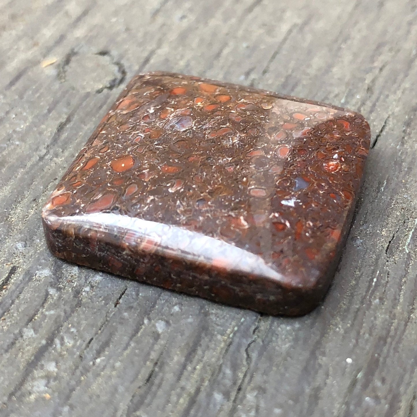 Fossil Dinosaur Bone Cabochon - 39 carats - Earth & Hammer