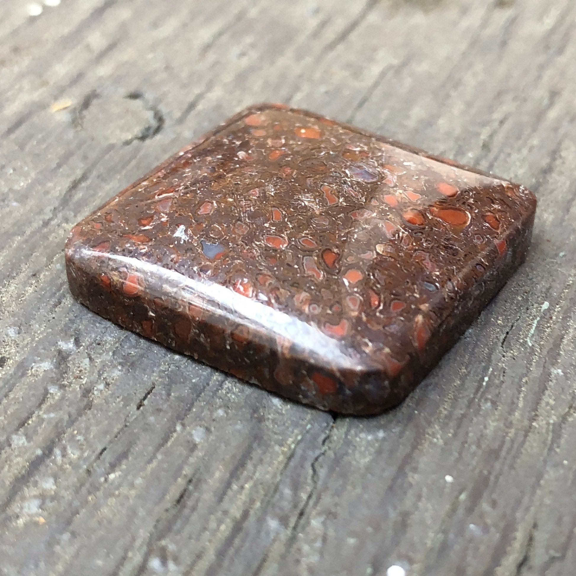 Fossil Dinosaur Bone Cabochon - 39 carats - Earth & Hammer
