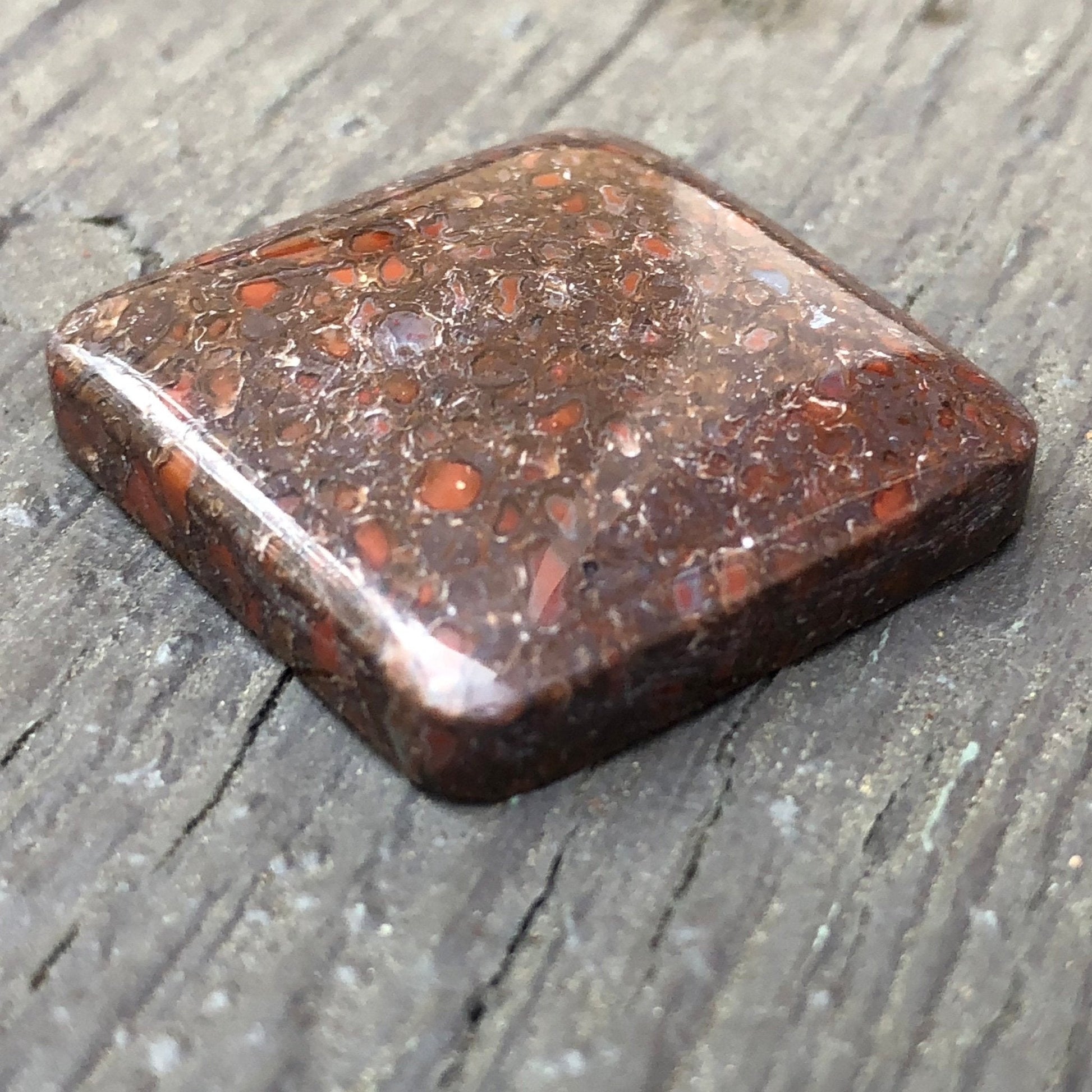Fossil Dinosaur Bone Cabochon - 39 carats - Earth & Hammer