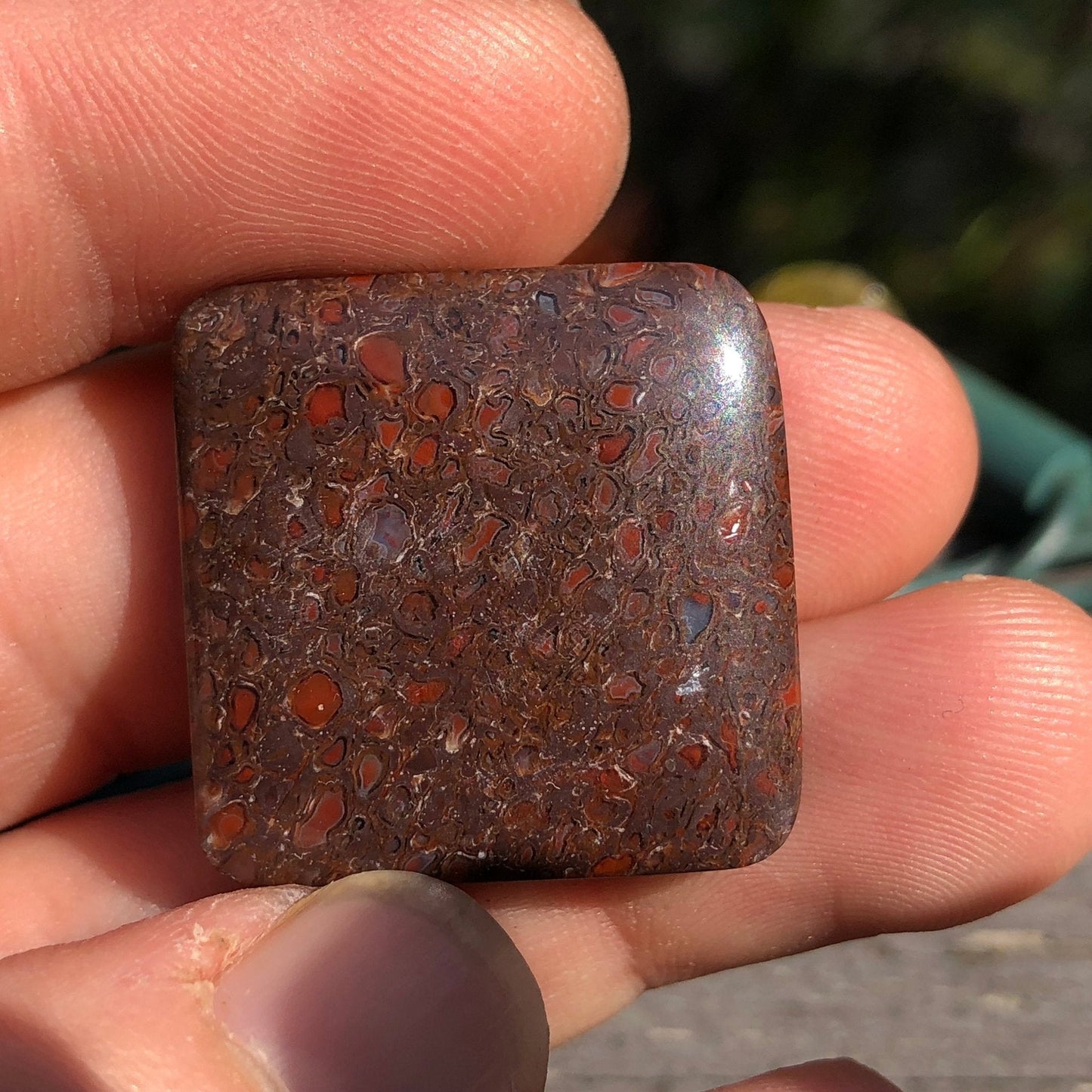 Fossil Dinosaur Bone Cabochon - 39 carats - Earth & Hammer