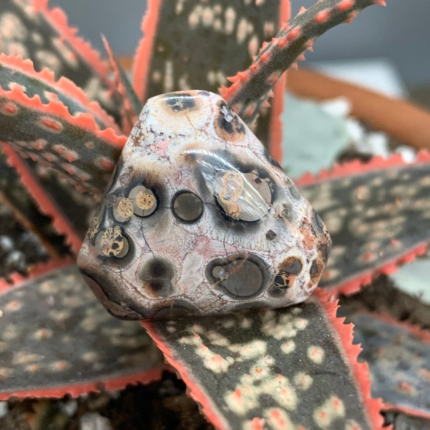 Leopard Skin Jasper Cabochon - 19.9 carats (20 mm) - Earth & Hammer