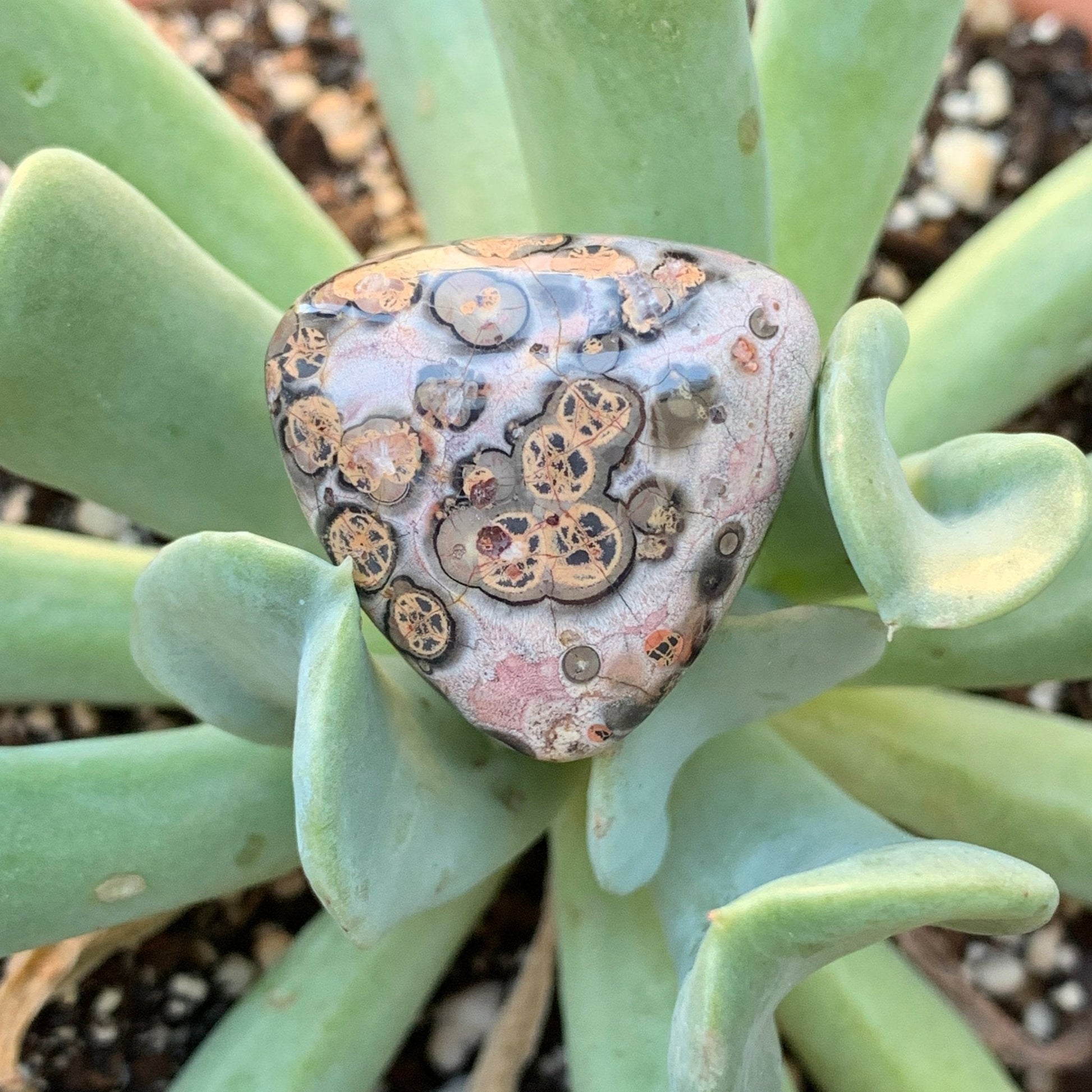 Leopard Skin Jasper Cabochon - 39.9 carats (~25 mm) - Earth & Hammer