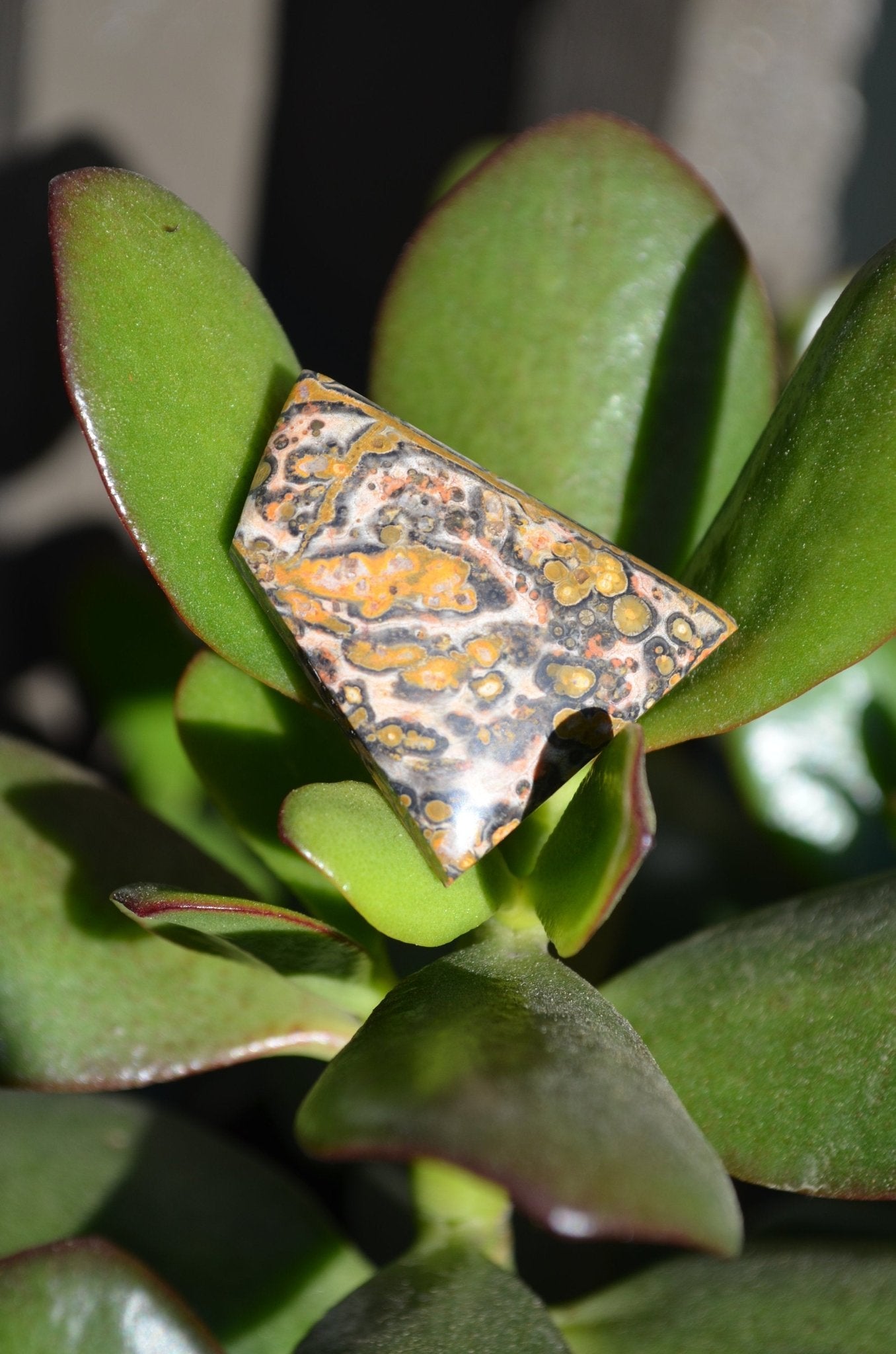 Leopard Skin Jasper Cabochon - 50 carats (37.0 mm x 28.0 mm) - Earth & Hammer