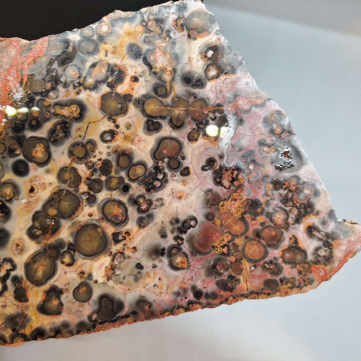 Leopard Skin Jasper Slab - Earth & Hammer