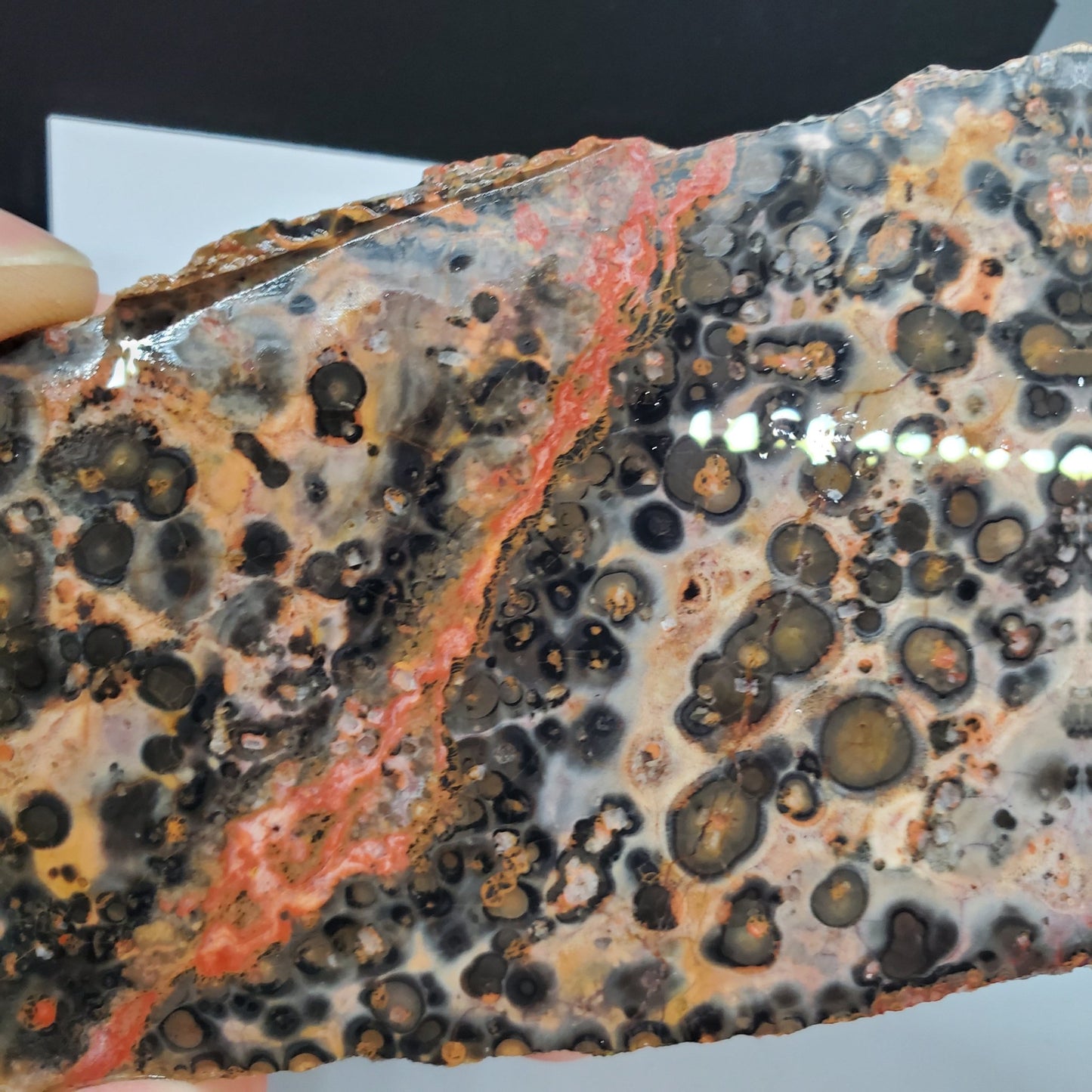 Leopard Skin Jasper Slab - Earth & Hammer