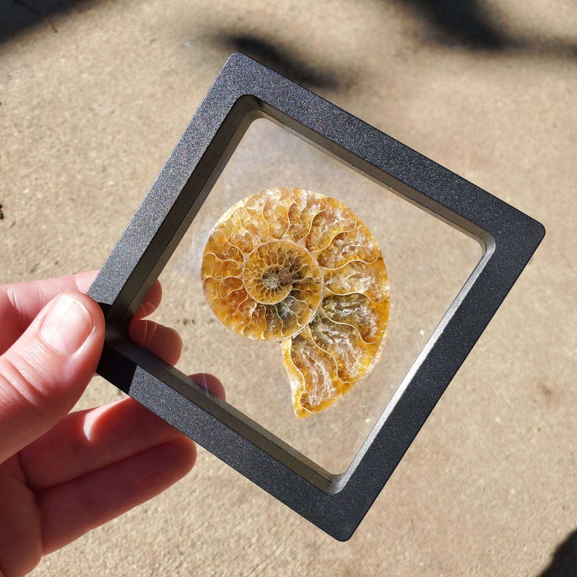 Opalized Ammonite Display - Earth & Hammer