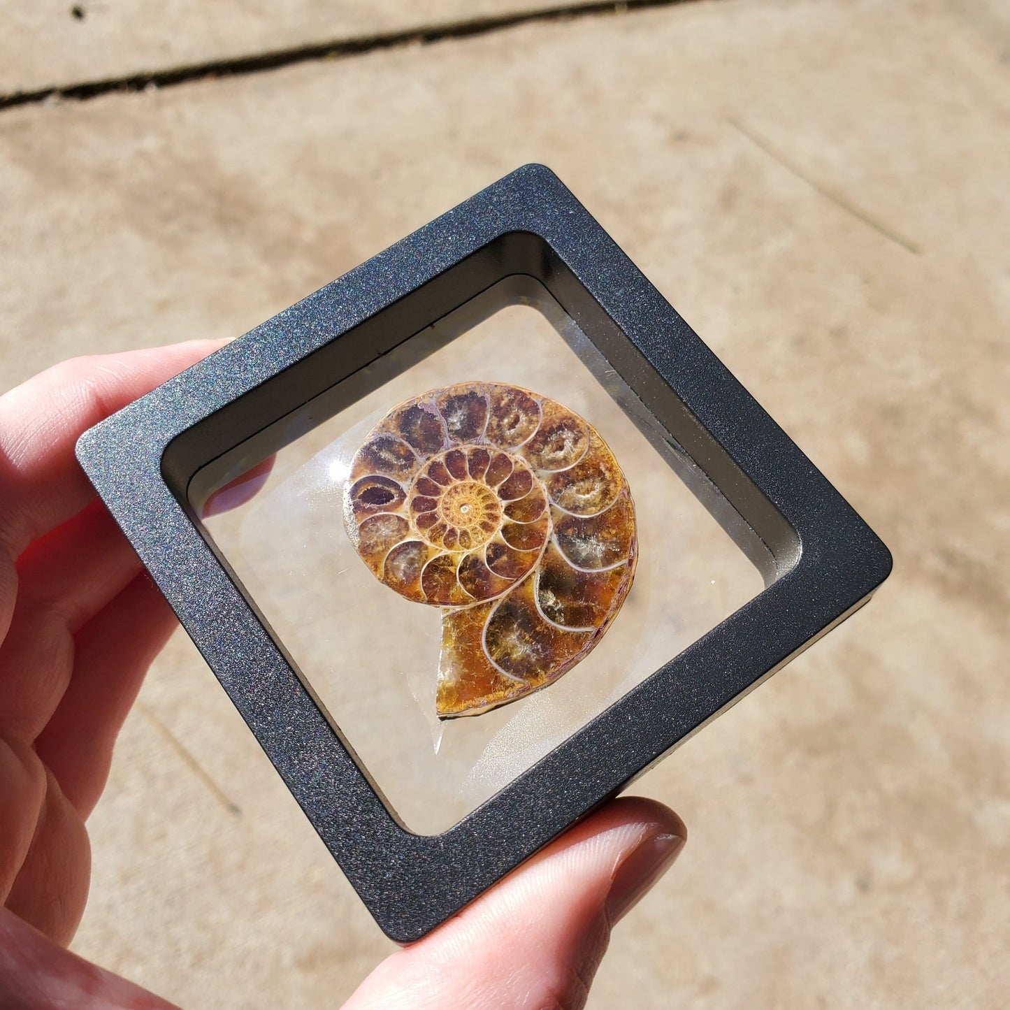 Opalized Ammonite Display #3 - Earth & Hammer