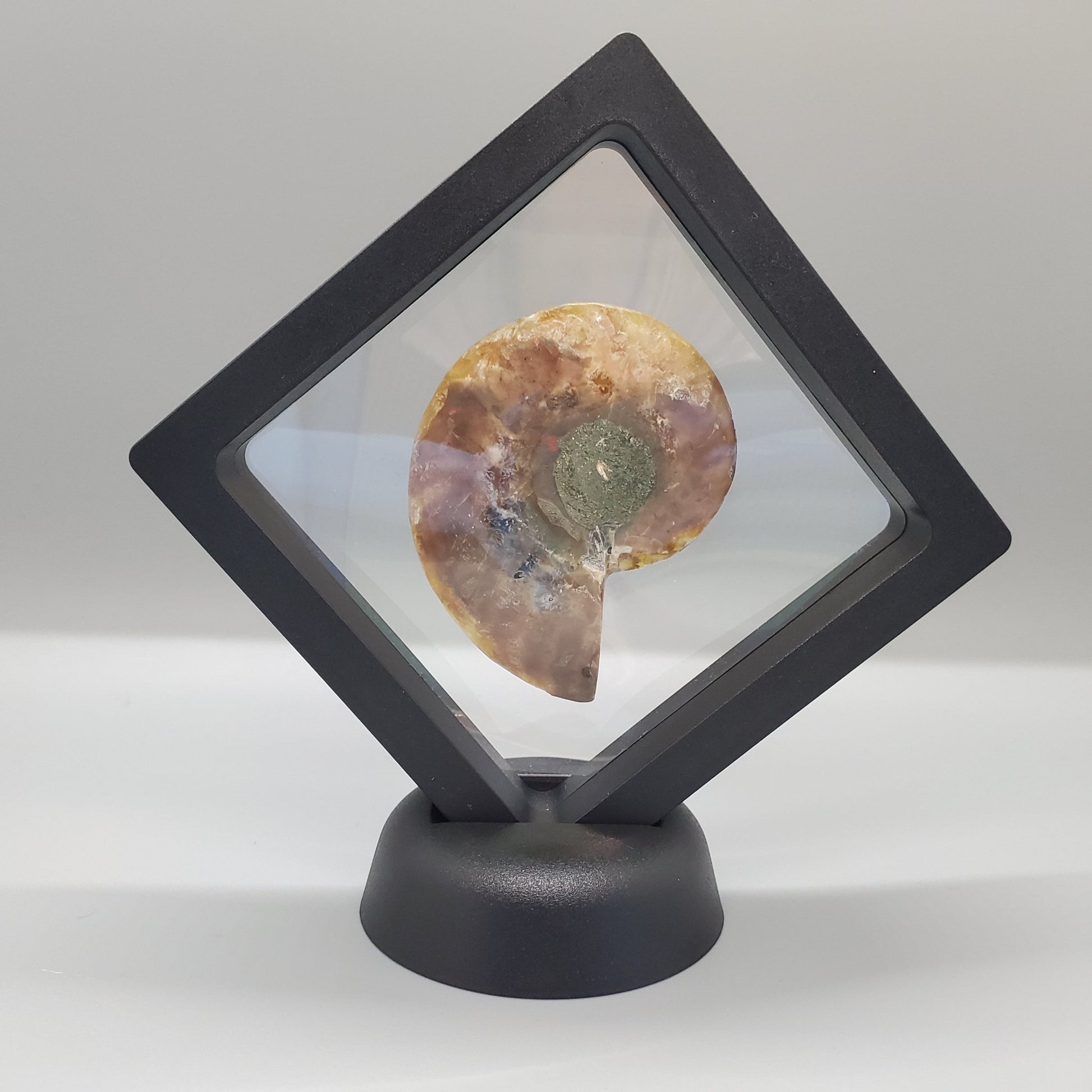 Opalized Ammonite Display - Earth & Hammer