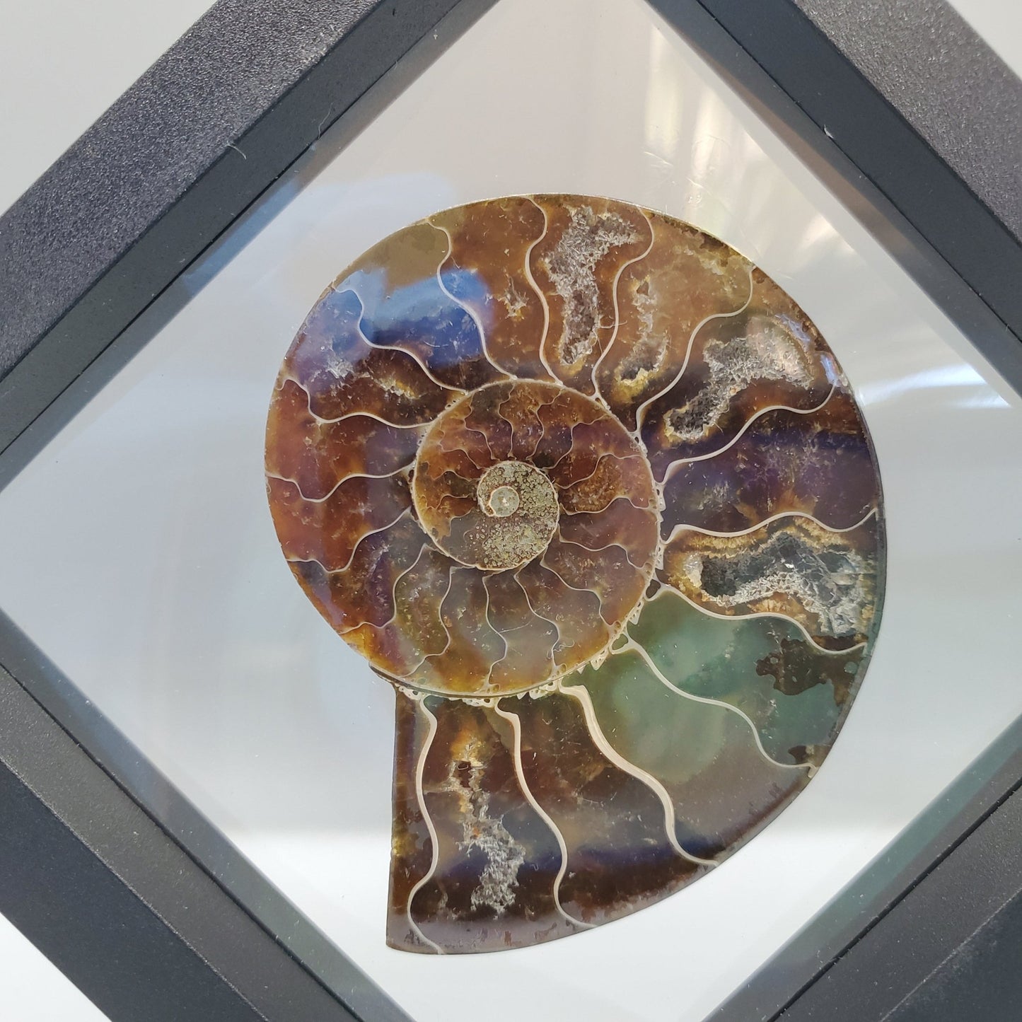 Opalized Ammonite Display - Earth & Hammer