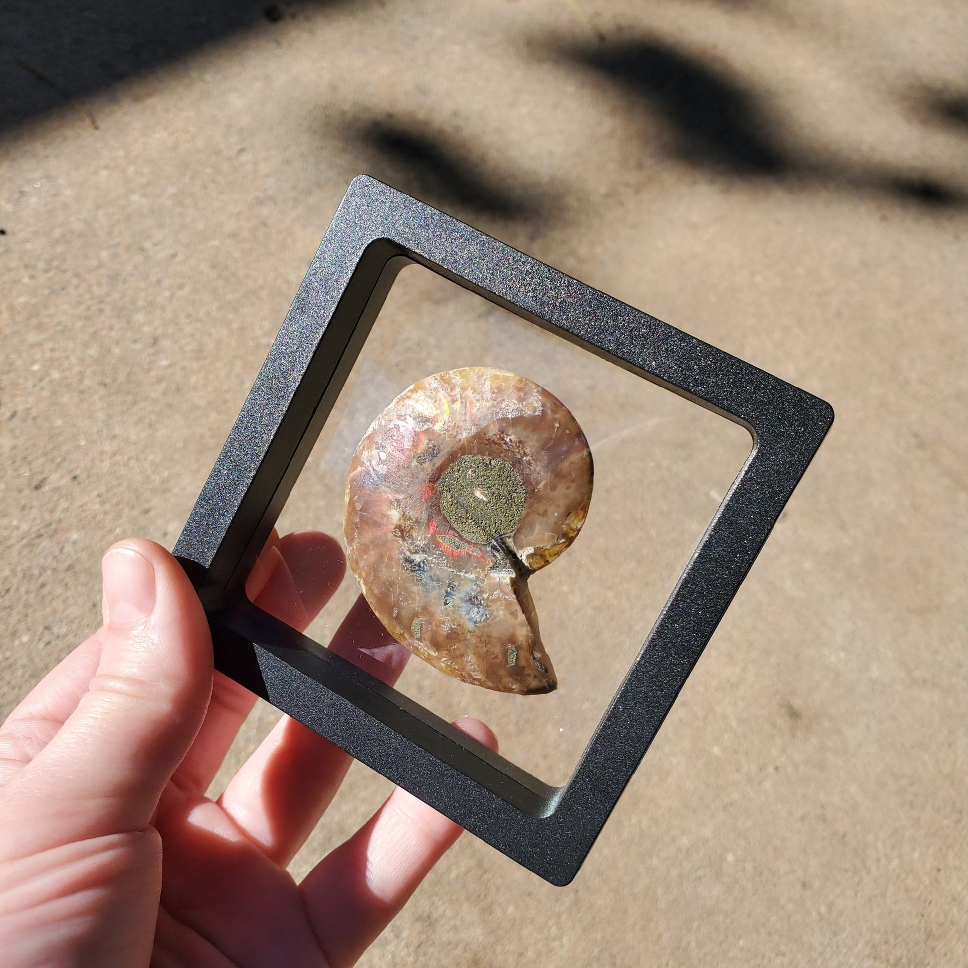 Opalized Ammonite Display - Earth & Hammer