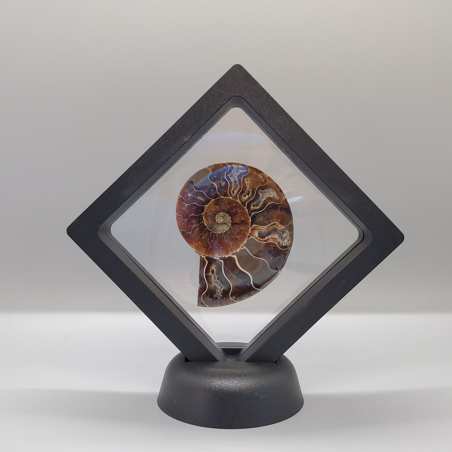 Opalized Ammonite Display - Earth & Hammer