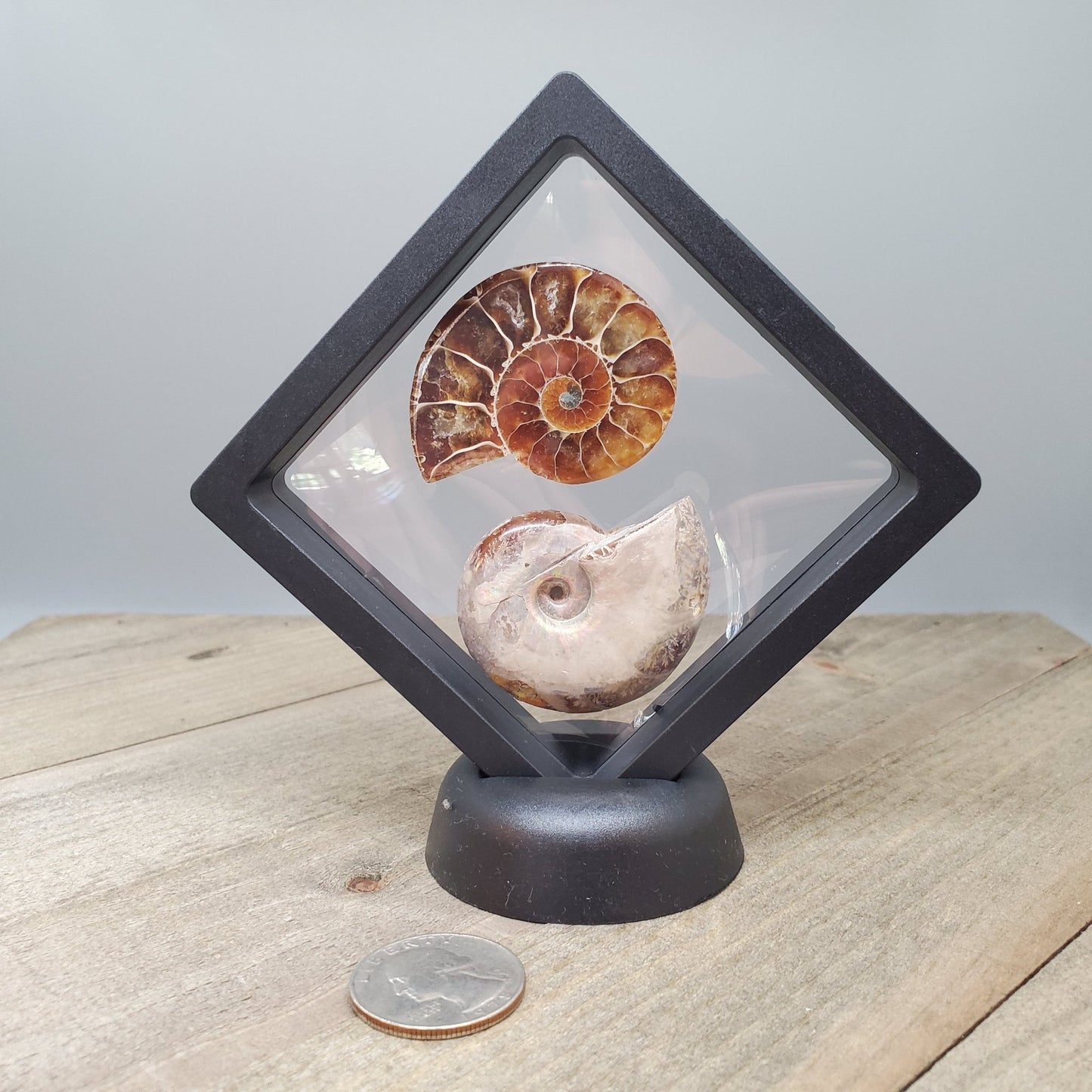 Opalized Ammonite Pair Floating Display #2 - Earth & Hammer