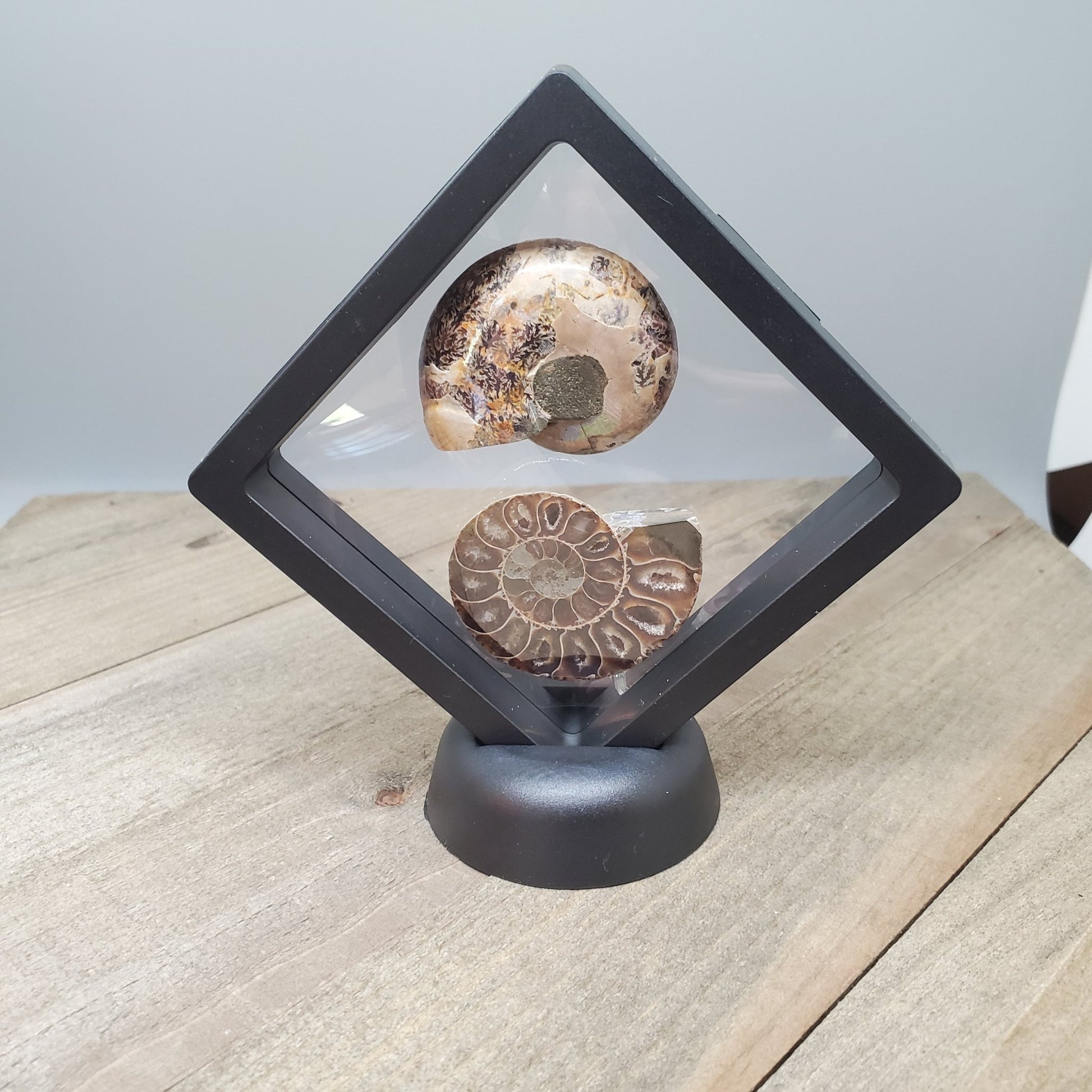 Opalized Ammonite Pair Floating Display #2 - Earth & Hammer