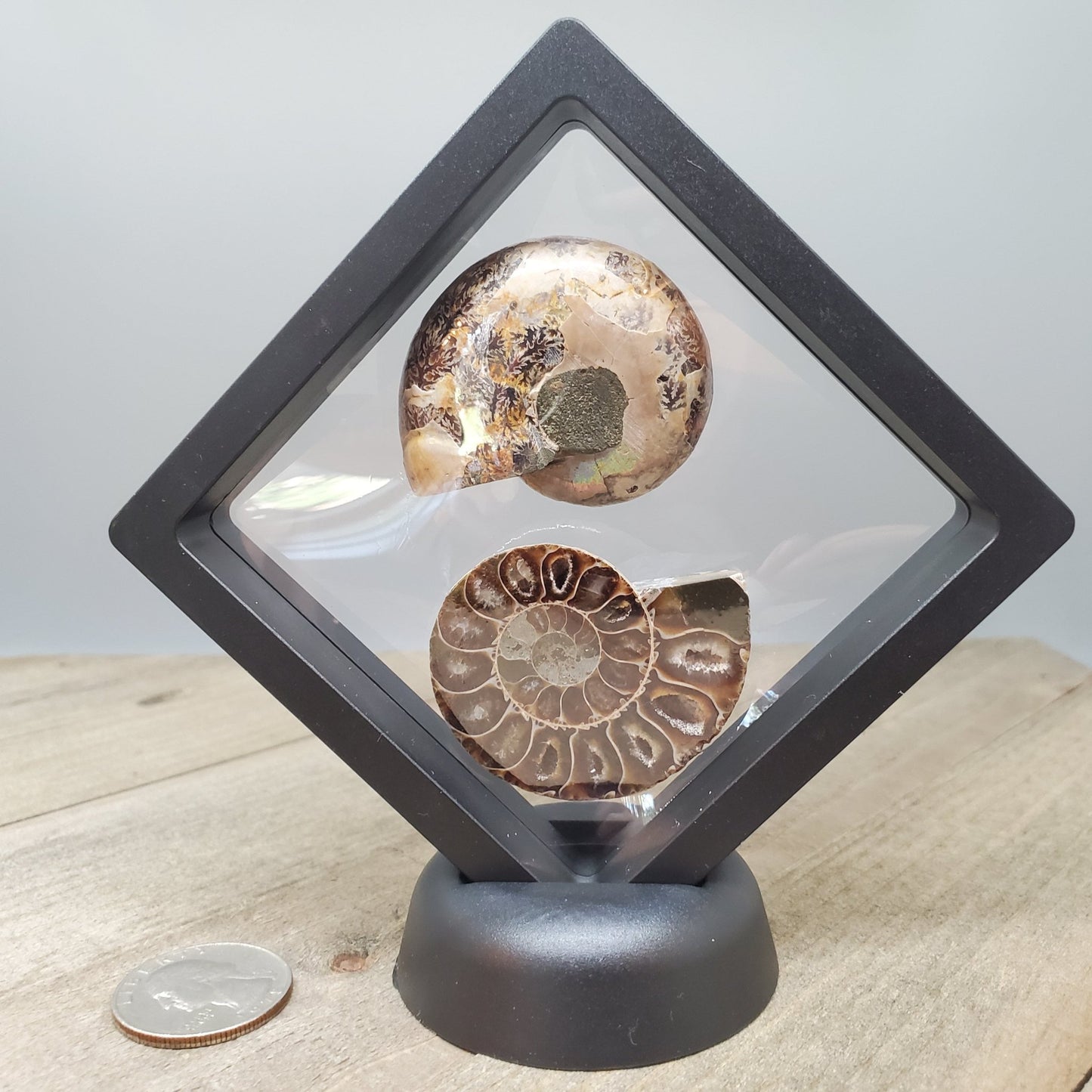 Opalized Ammonite Pair Floating Display #2 - Earth & Hammer