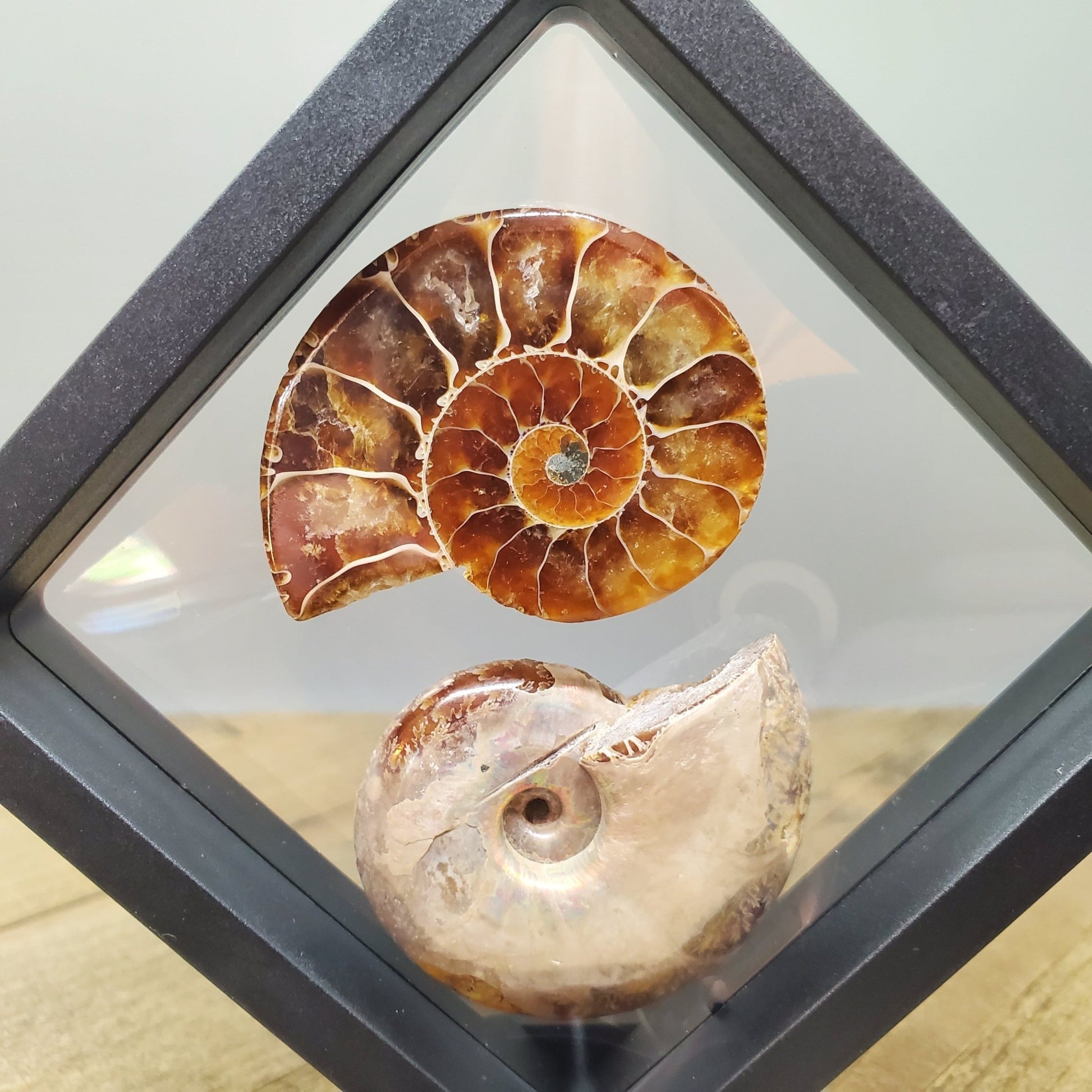 Opalized Ammonite Pair Floating Display - Earth & Hammer