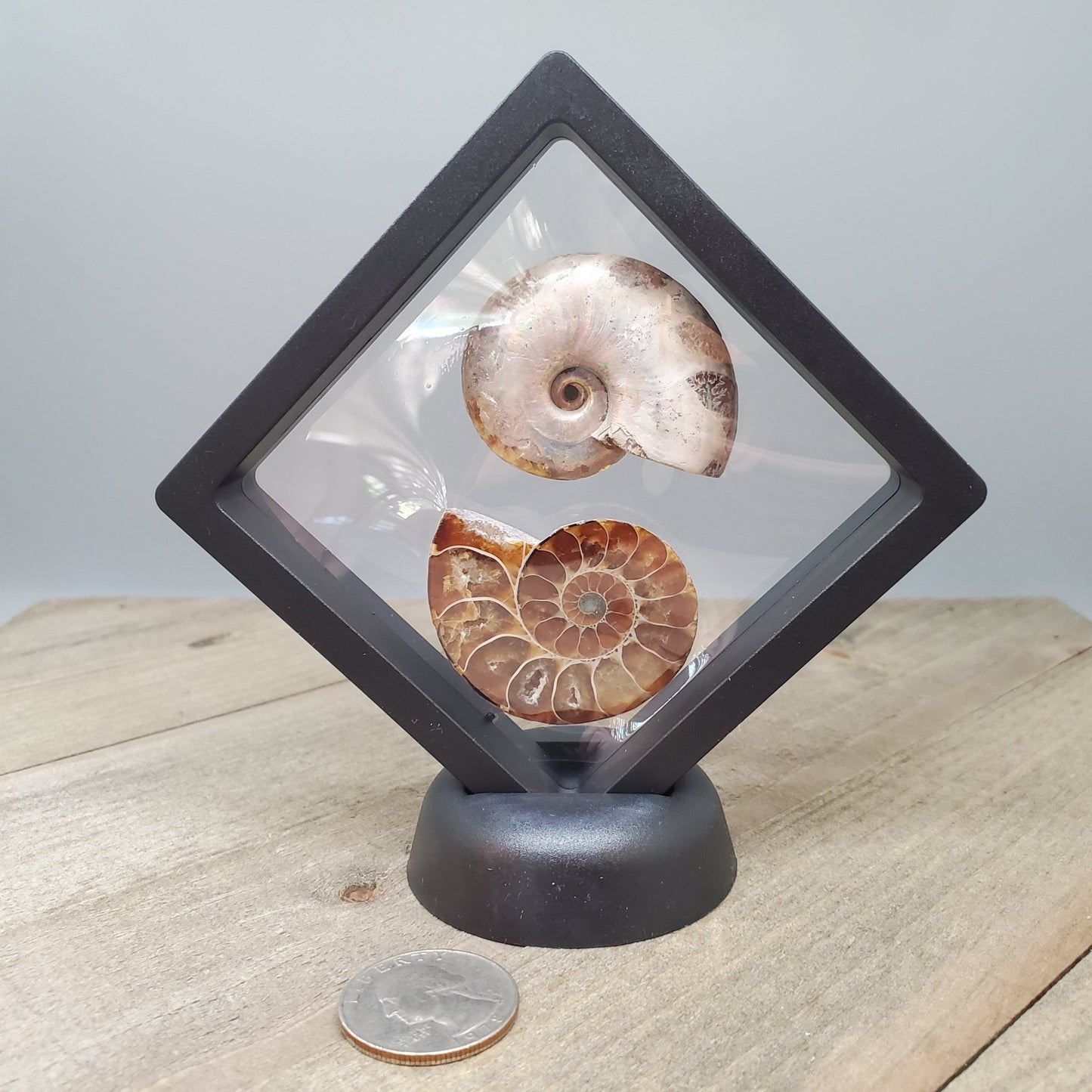 Opalized Ammonite Pair Floating Display - Earth & Hammer