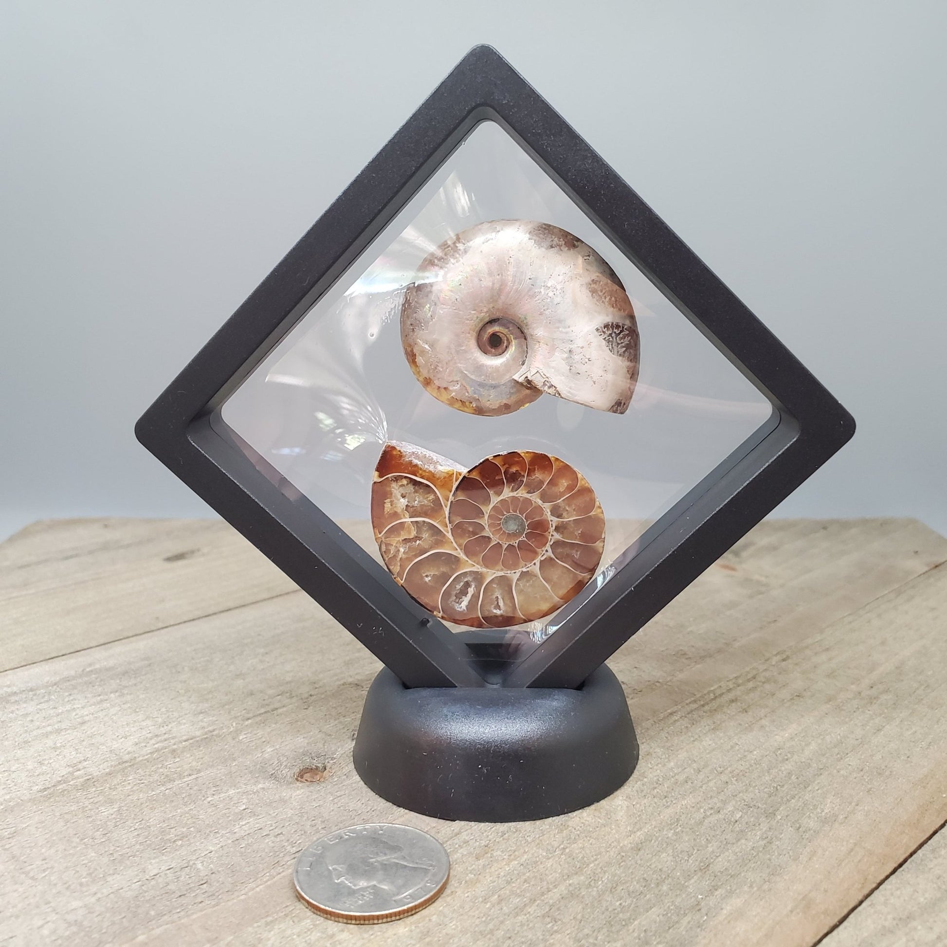 Opalized Ammonite Pair Floating Display - Earth & Hammer