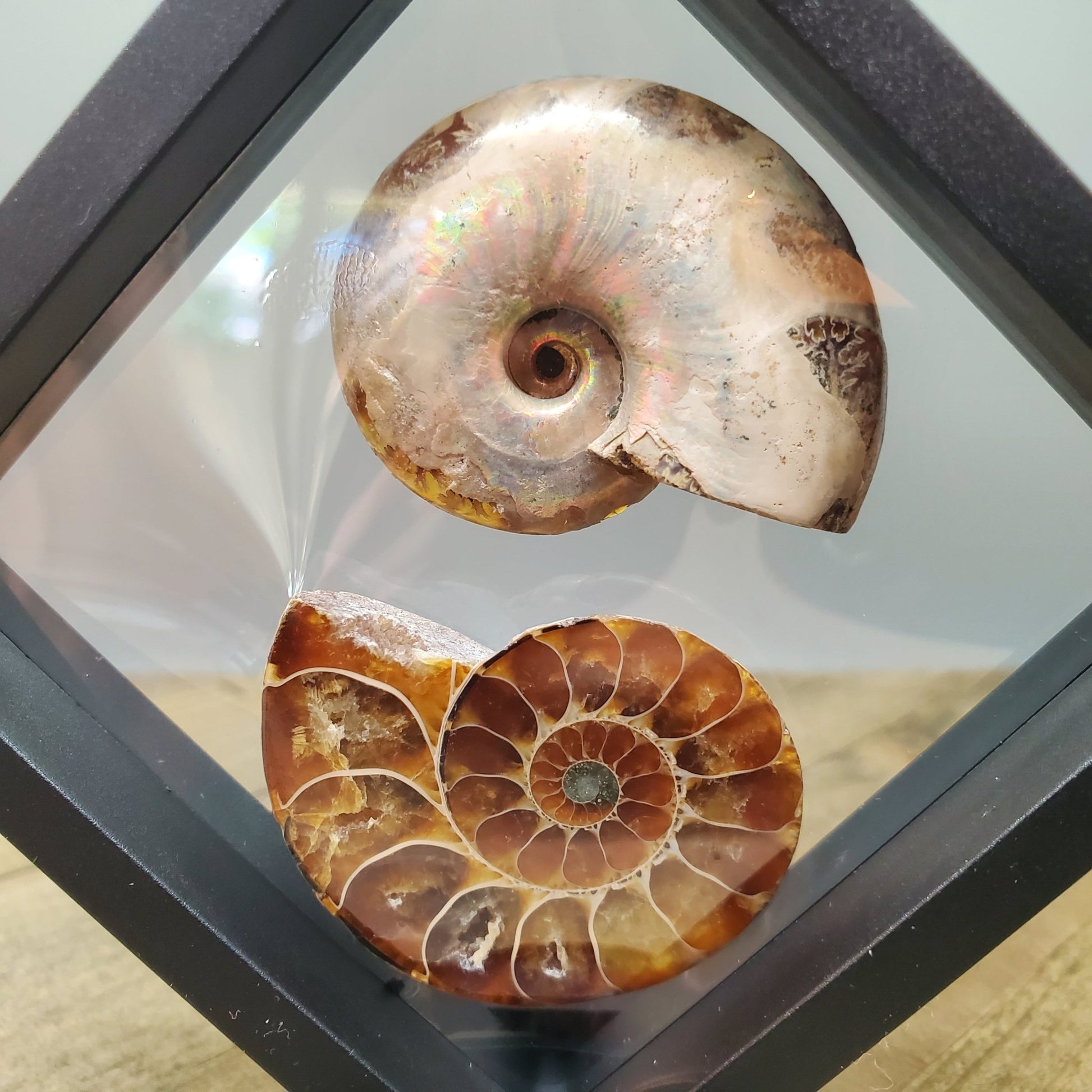 Opalized Ammonite Pair Floating Display - Earth & Hammer