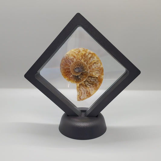Opalized Ammonite Display