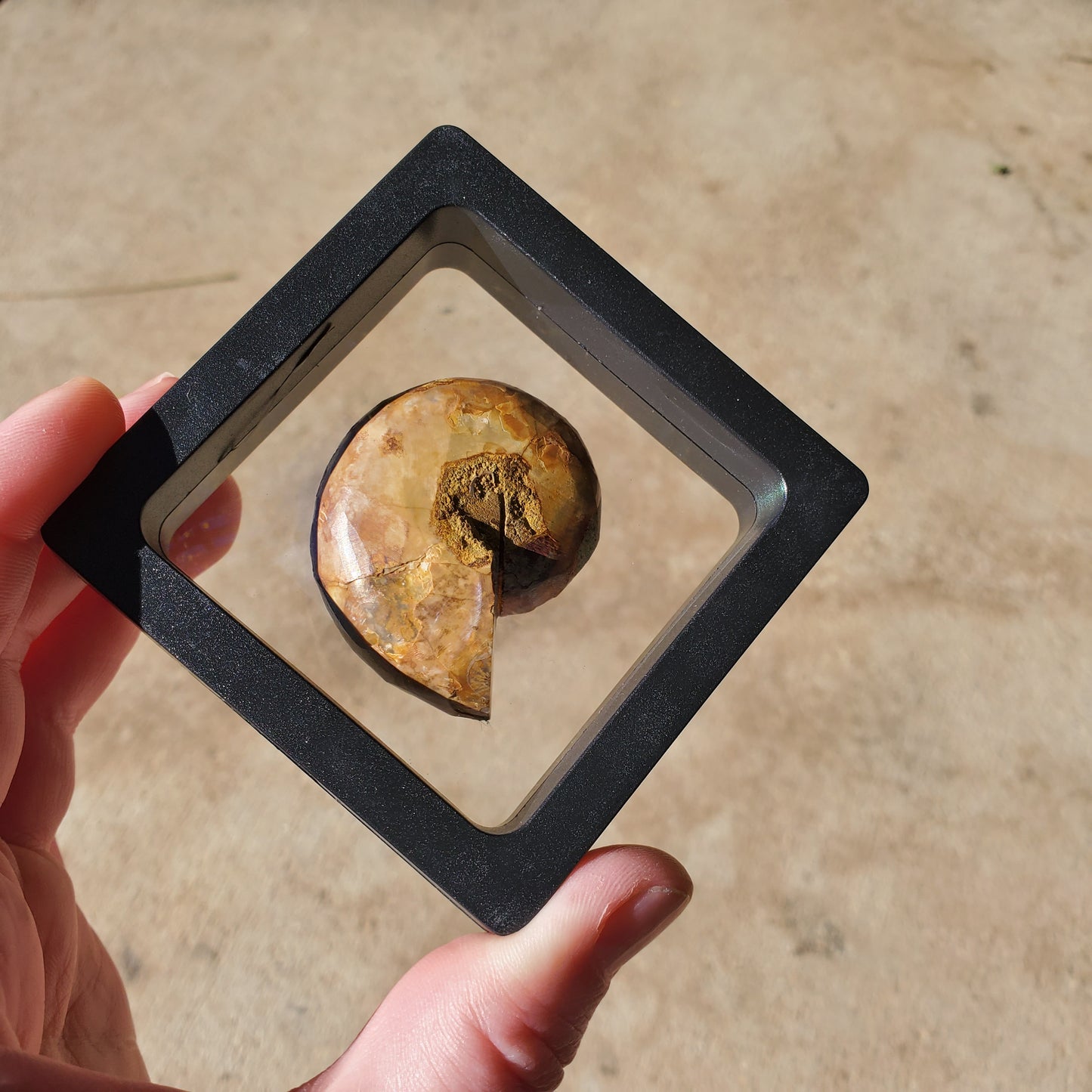 Opalized Ammonite Display #3