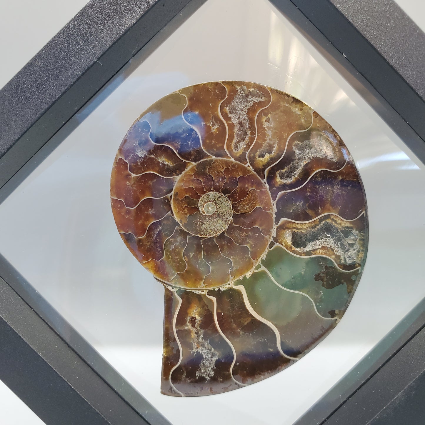 Opalized Ammonite Display