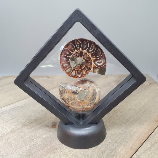 Opalized Ammonite Pair Floating Display #2