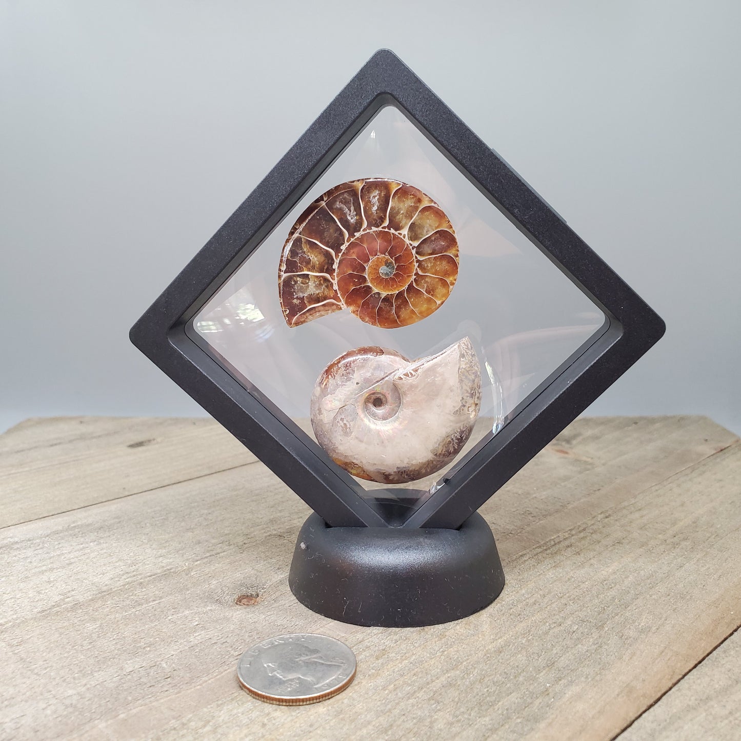 Opalized Ammonite Pair Floating Display